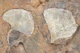 Plate Of Fossil Ginkgo Leaves From North Dakota - Paleocene #221214-1